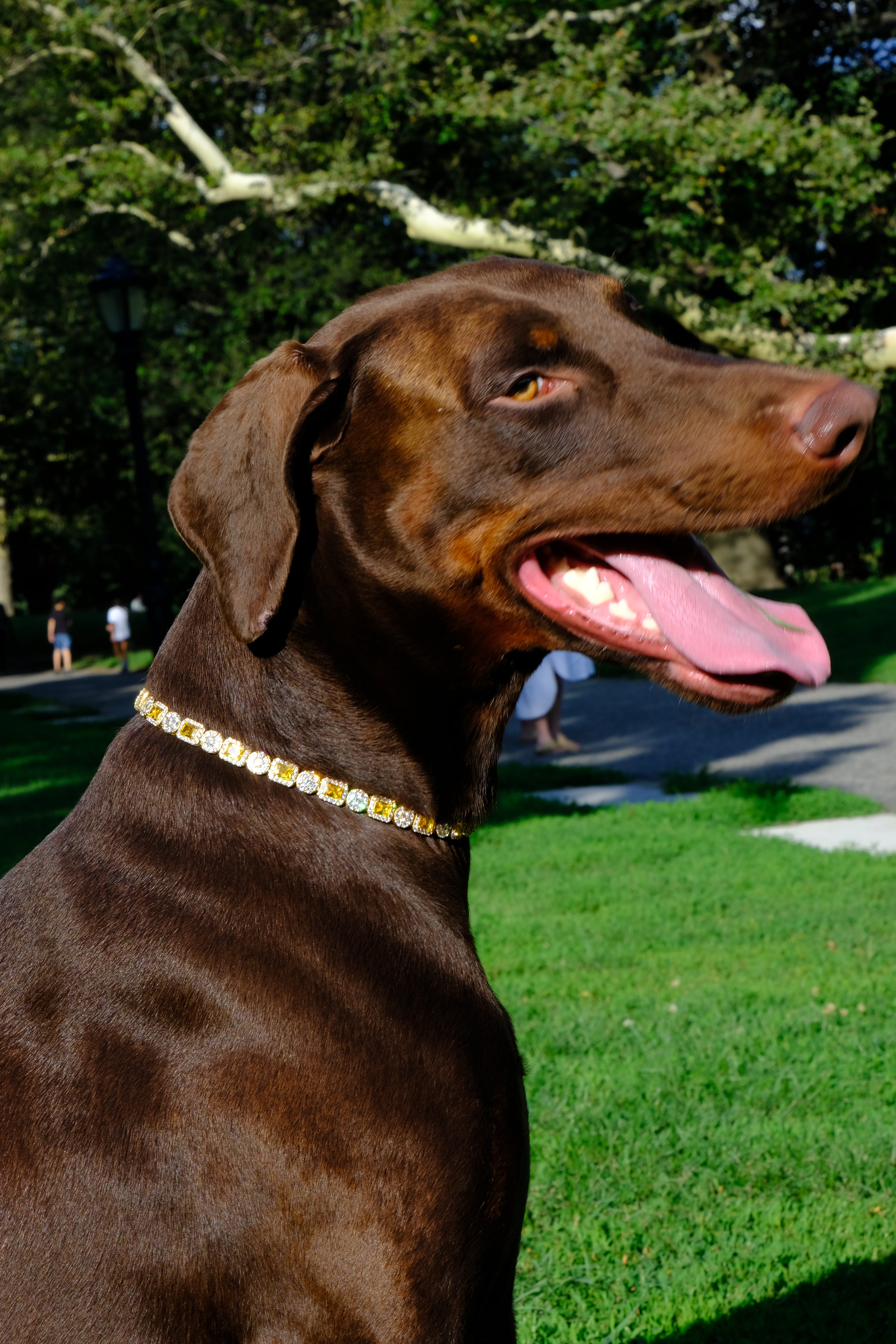 Doberman in Silver Cuban Chain