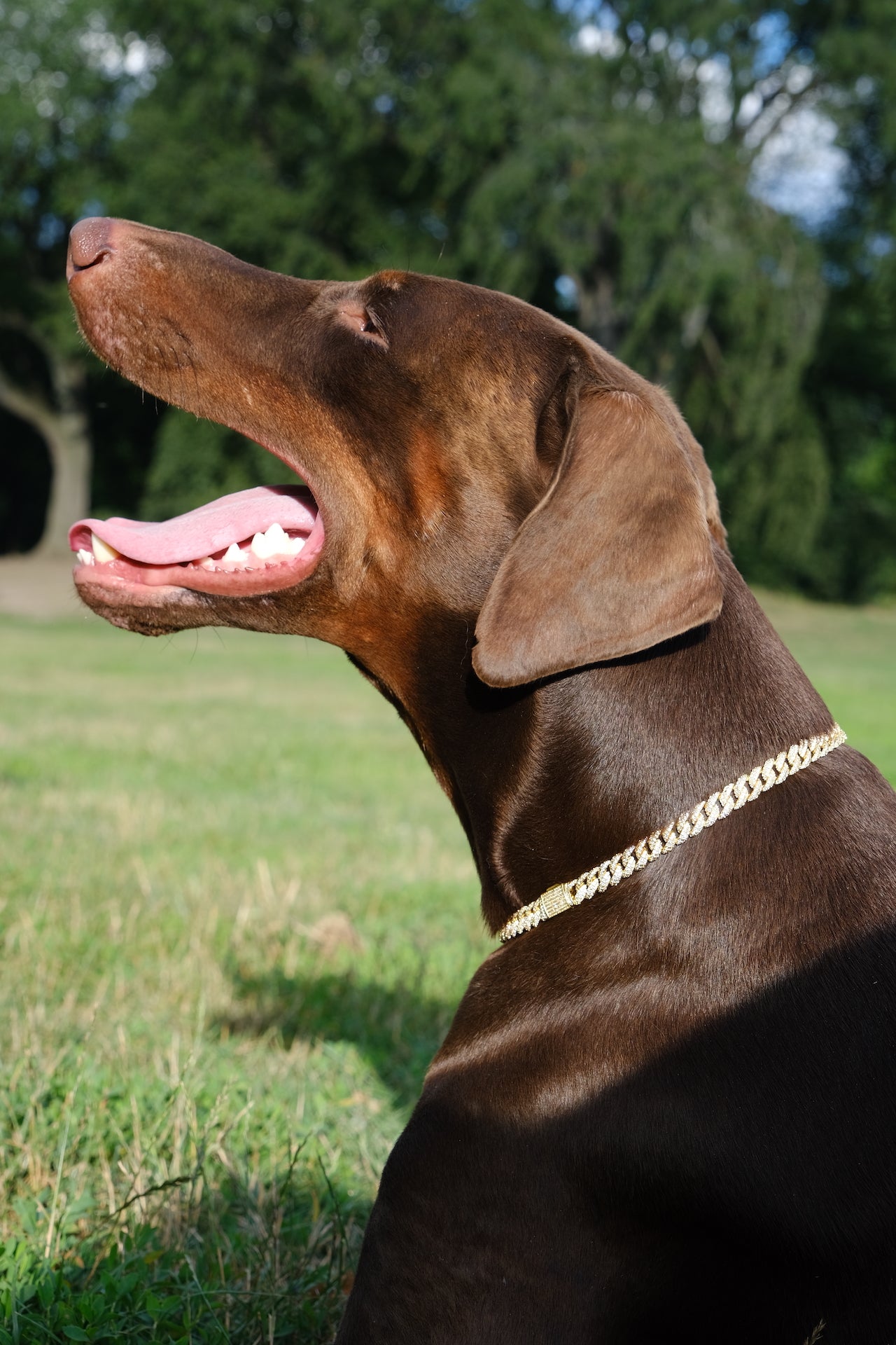 Deluxe Canine Crystal Chain