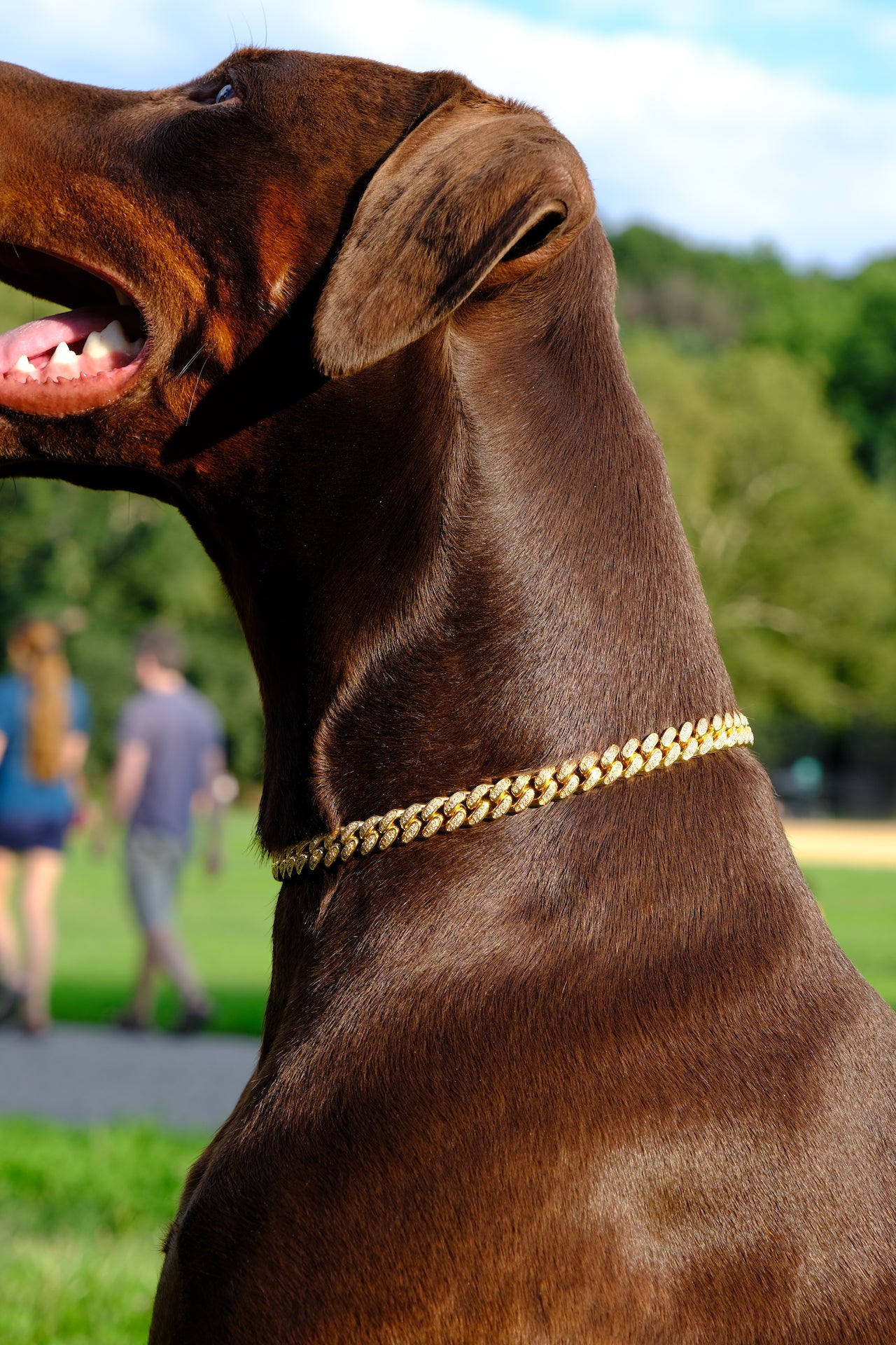 Clasic Canine Crystal Chain