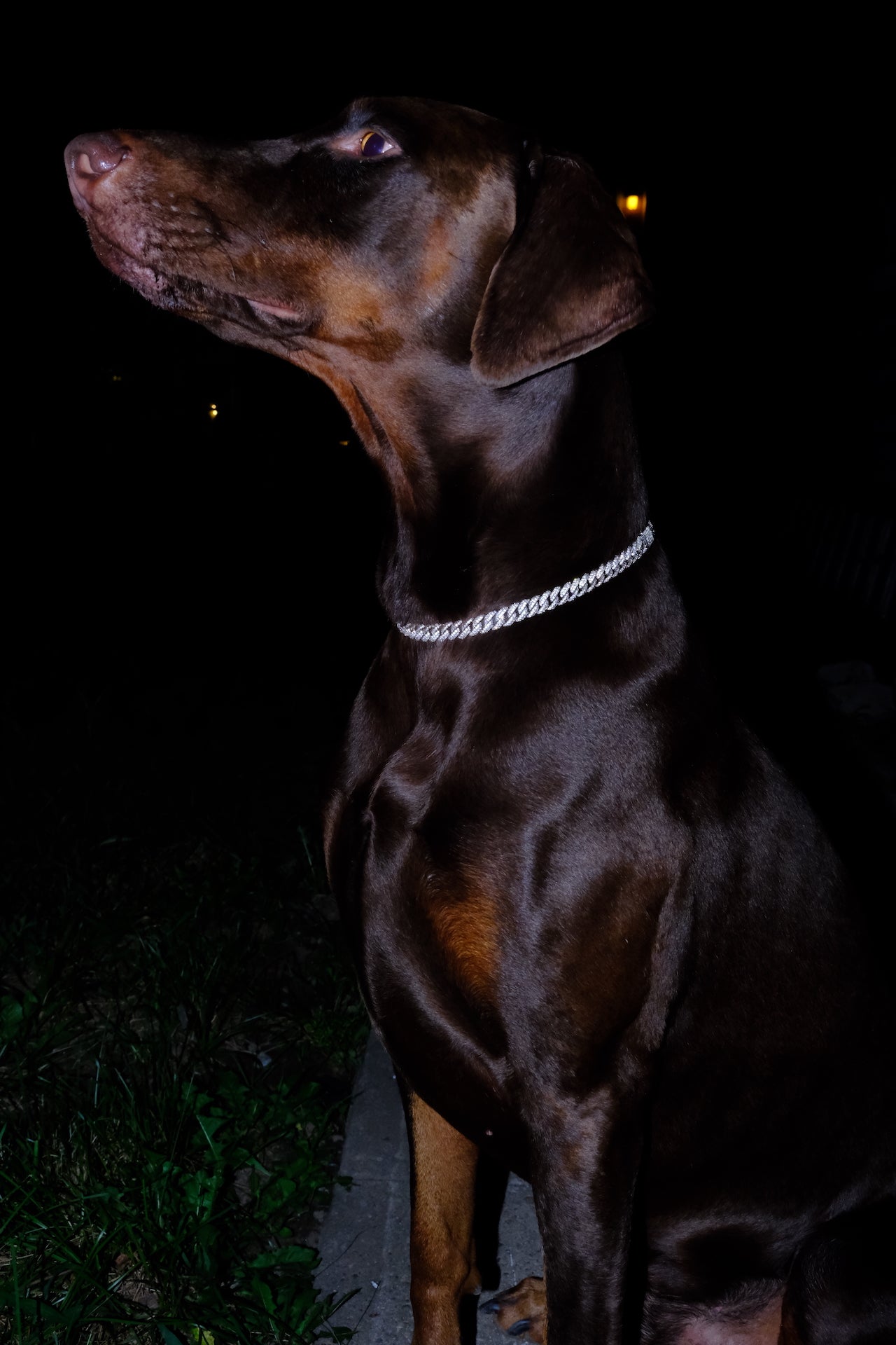 Deluxe Canine Crystal Chain