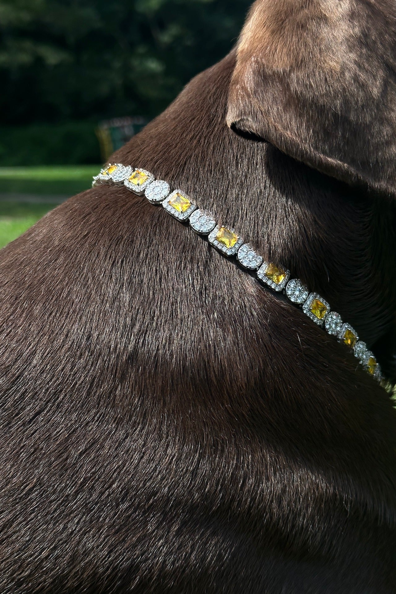 Close view of the Canine Crystal Gem Chain fitted around a dog's neck