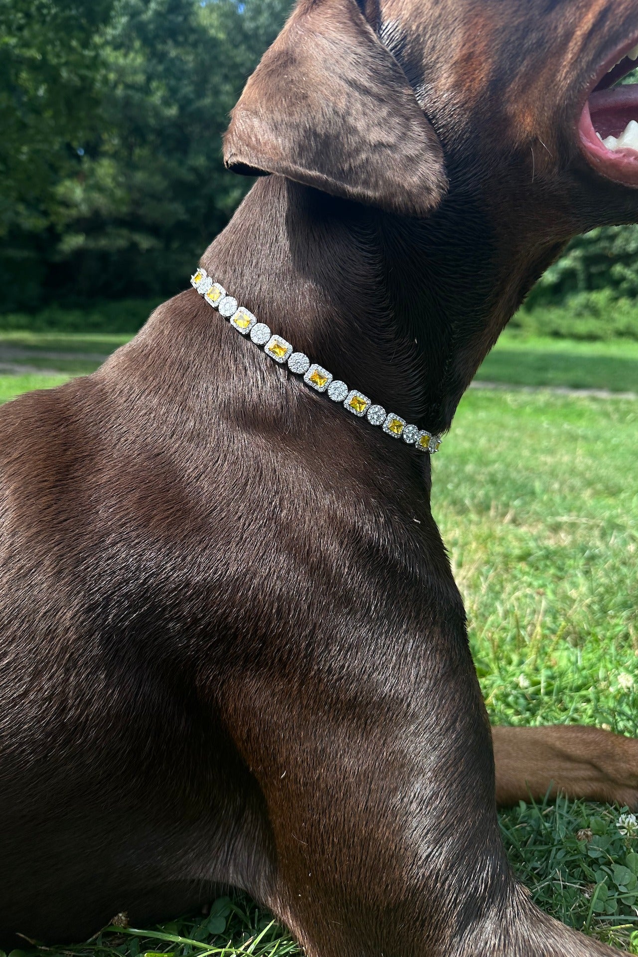 Dog wearing the Canine Crystal Gem Chain collar outdoors on grass
