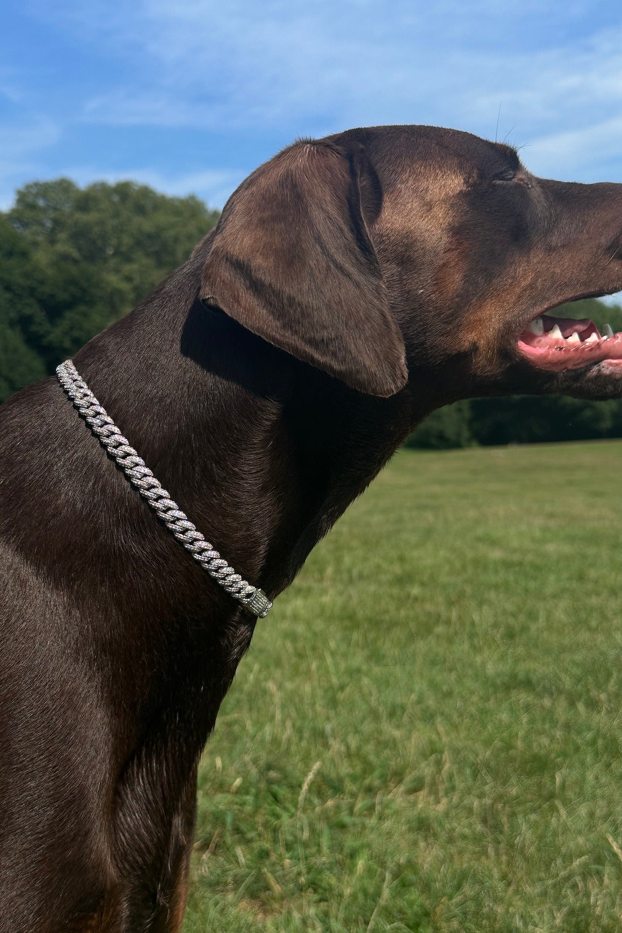 Dog wearing the Deluxe Canine Crystal Chain collar outdoors